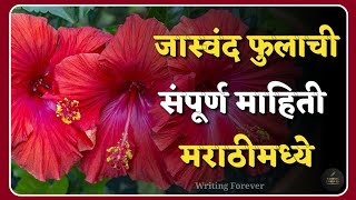 📝 जास्वंद फुलाची संपूर्ण माहिती मराठीमध्ये | Hibiscus Flower Information In Marathi |@WritingForever