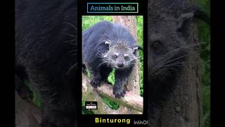 #india #animals #binturong #sounds #wildlife #shorts