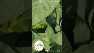 Tamaku (Tobacco )Result | BiofitProductResult #shorts  organicBharat