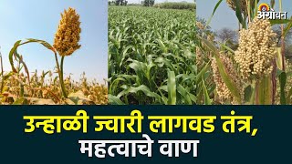 Summer Jowar Sowing : उन्हाळी ज्वारी लागवड तंत्रज्ञान | Agrowon