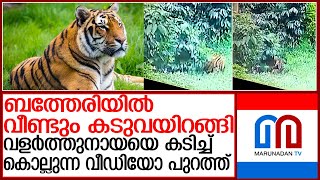 സുല്‍ത്താന്‍ ബത്തേരിയില്‍ വീണ്ടും കടുവയിറങ്ങി  l tiger sulthan bathery