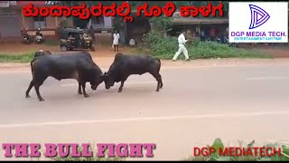 | ORIGINAL BULL FIGHT | Kundapura | ಗೂಳಿ ಕಾಳಗ |