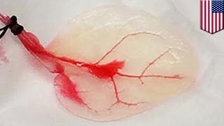 Scientists grow cardiac tissue on spinach leaves, turning them into a beating heart - TomoNews