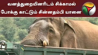 வனத்துறையினரிடம் சிக்காமல் போக்கு காட்டும் சின்னதம்பி யானை | #Elephant