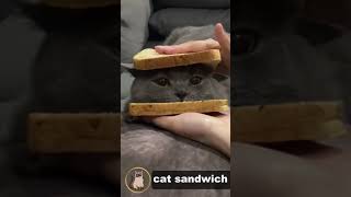 貓咪三明治有吃過嗎;小貓三明治感覺好吃;【小果苗】Have you ever eaten a cat sandwich?