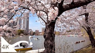 【4K】上野公園の満開の桜