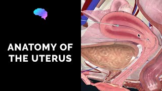 Anatomy of the Uterus | Ovaries | 3D Anatomy Tutorial | UKMLA | CPSA