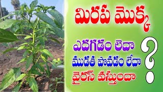 మిరప పంటలు ఎదుగుదల, ముడతమందులు | growth fertilizer in chilli #chillipesticides #mirchi #agriculture