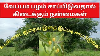 Veppam palam benifits in tamil | உடல் பருமனைக் குறைக்கும் வேப்பம் பழம்.