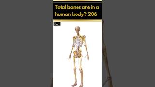 Total bones of human body | #shorts #viral #shortfeed