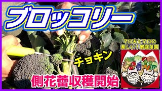 【ブロッコリー】側花蕾収穫開始　今後育てる脇芽を残しながら収穫！　マロ夫とマロの楽しい家庭菜園／貸し農園