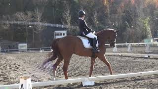 第57回関東学生馬術女子競技大会　馬場馬術競技　3年　野々垣　茉鈴　桜灯