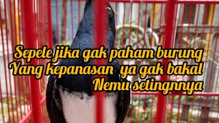 CARA JEMUR BURUNG YANG BENAR