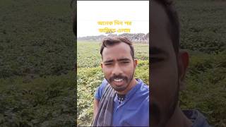 অনেক দিন পর বেগুন জমিতে এলাম।