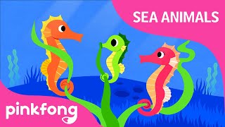 Hey-ho-hey, Seahorse | Sea Animals Song | Animal Song | Pinkfong Songs for Children