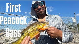 Fishing For Peacock Bass With Friends In Naples