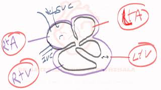 Cardiovascular System-I – GENERAL ANATOMY,HEART,BLOOD VESSELS ,VEINS AND CLASSIFICATION  VALVES