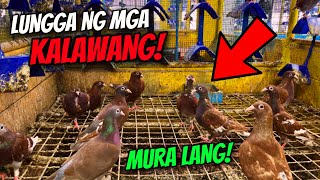 RARE OFF COLOR NA KALAPATI DITO PALA MARAMI! 😱#biopigeon #kalapati  #madlaloft