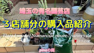 【pinoの庭】埼玉の有名園芸店の３店舗で買った物の購入品をご紹介／フローラ黒田園芸、沼の上農園、サニベル、特別に薔薇の家