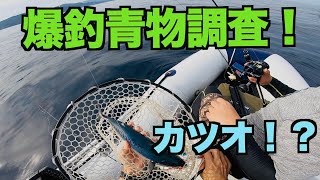 2馬力ゴムボートで青物調査したら7種目以上の魚が釣れた！ジギング\u0026タイラバ