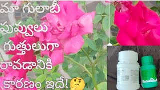 మా గులాబీ మొక్కలకి నేను వాడేవి ఇవే please like👍# my rose flowers