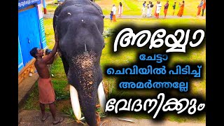 എന്താ ചേല് ഈ ആനക്കുട്ടിയേ കാണാൻ | Thaduthavila shiva | Prasad Pattambi | Pariyanampatta Temple