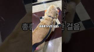 영국에서 매너를 배워온 리트리버 #dog