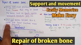 Repair of broken bone | Hematoma | Callus | Class 12 Biology