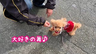 猛ダッシュで大好きな人に会いに行く犬…我が家にきて丸6年！【トイプードルのコロン】