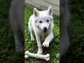 a heartwarming moment a kind doctor helps a wild puppy walk again successfully