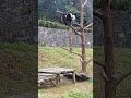 Giant Panda: I will perform a horizontal bar for everyone #panda #cute #funny #redpanda #giantpanda