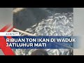 Cuaca Buruk, Ribuan Ton Ikan di Waduk Jatiluhur Mati