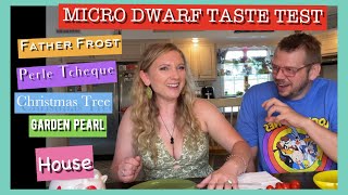 MICRO Dwarf Tomato Taste Test/tasting 5 similar looking micro dwarf tomatoes