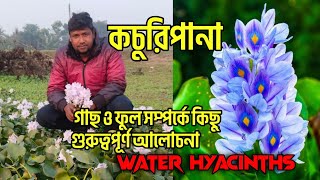 কচুরিপানা গাছ ও ফুল সম্পর্কে কিছু গুরুত্বপূর্ণ তথ্য || water hyacinths