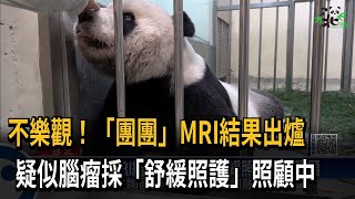 不樂觀！「團團」MRI結果出爐　疑似腦瘤採「舒緩照護」照顧中－民視新聞