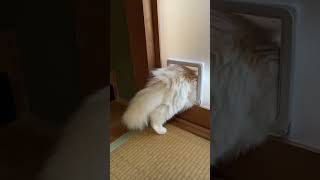 ペットドアに慣れた余裕の猫をご覧ください、笑。#shorts