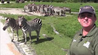 Savannas Virtual Field trip