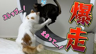 予想以上に回ってしまった先輩猫を慌てて止めに入る末っ子猫がこちらw