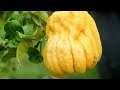 Buddha's Hand Citron Is So Expensive - Cam Knowledge