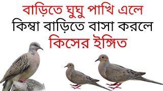 বাড়িতে ঘুঘু পাখি বাসা করলে বা বাড়িতে ঘুঘু পাখি এলে কি হয়/barite ghughu pakhi ele ba basa karle