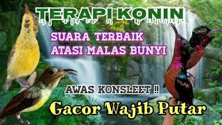 SUARA TERBAIK !! TERAPI KONIN ATASI MALAS BUNYI GACOR WAJIB PUTAR KAPAN PUN PASTI BUNYI