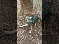 Vocal black coyote caught in dirt hole set/coyote trapping