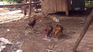 Amazing Quick Chicken Trap in My Village