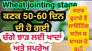 50-60 ਦਿਨ ਦੀ ਕਣਕ ਤੇ ਚੰਗੇ ਝਾੜ ਲਈ ਖਾਦ ਸਪਰੇਅ | Wheat crop tips at jointing for bumper yield, last spray