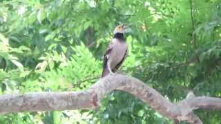 台北新生公園 黑領椋鳥（學名：Sturnus nigricollis）叫聲