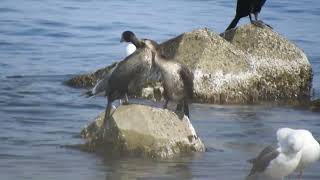 Japanese Cormorant／ウミウ