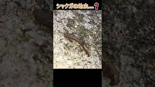 シャクガのシャクトリムシを撮ってみたよ。【鹿児島県／指宿市】