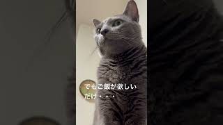 【ロシアンブルー】貫禄あるめろんですが・・【猫】#shorts