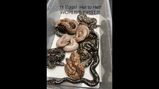 1000 Gram and 11 Egg Ball Python Clutch!!! GHI Lesser Ultramel Clutch Pulling and Cutting!