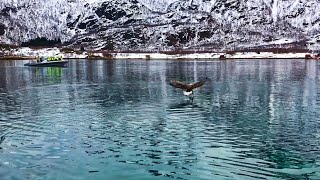 Eagle Safari on Rib in Lofoten | Svolvær Trollfjorden